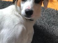 Jack Russel-Beagle Mix Rüde - Butzbach (Friedrich-Ludwig-Weidig-Stadt)
