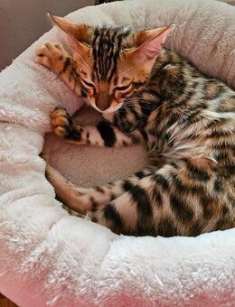 Wunderschöne, verschmust Bengalkitten mit Stammbaum,sofort abzugeben. - Erfurt