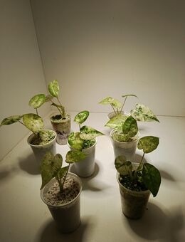 Alocasia Odora Batic Variegata - Rietberg