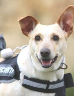 Diva sucht liebevolles Zuhause - Untergruppenbach