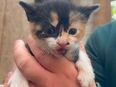 Kitten sucht -sofort- neues Zuhause in 31592