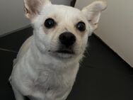 Welpen Chihuahua deutscher spitz Zwergpinscher kleine Rasse - Hamburg
