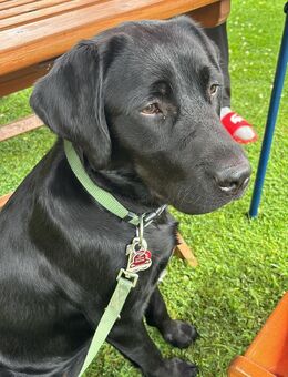 Labradorhündin Nika 1,5 Jahre aktiv, kinderlieb - Welver