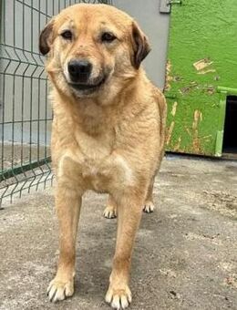 🌸Zarte Hündin Misha🌸 - Eislingen (Fils)