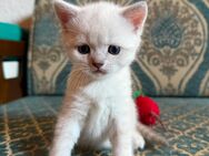 BKH Katzenbabys - Frankfurt (Main) Zeilsheim