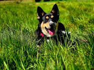 Australier Shepherd Husky - Westerholt