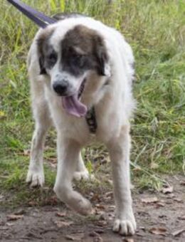 Dennis ist ein bezaubernder Rüde - Egelsbach