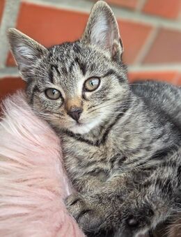 BKH Kitten zuckersüß 230€ - Gescher (Glockenstadt)