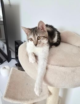 Europäisch Kurzhaar kitten sucht neues Zuhause - Unna