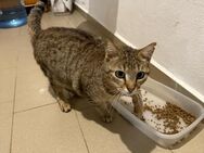 Gudrun aus dem Tierschutz - Grevenbroich