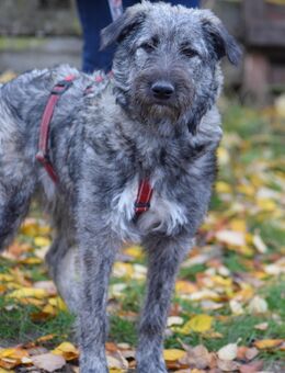 TOLLE Mischlingshüdinnen ca 8.5 Monate alt , suchen ein Zuhause - Hohe Börde