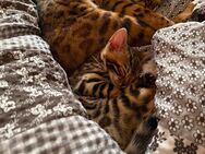 Bengal Kitten Spotted Tabby - Gifhorn