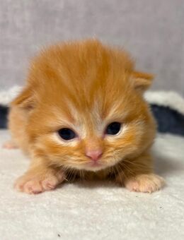 BKH/BLH Kitten - Schlitz