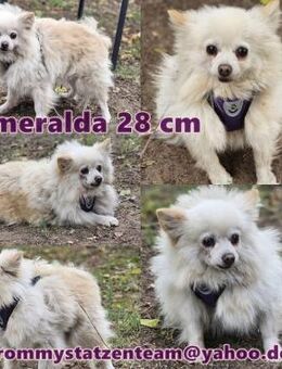 Esmeralda sucht ein geduldiges Zuhause - Schafflund