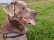 2 Jahre alter Labrador sucht neues zuhause - Warendorf