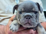 Französische Bulldogge Welpen von kerngesunden Eltern reinrassig - Pulheim