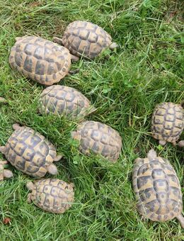 Ältere Griechische Landschildkröten-Nachzuchten abzugeben - Grebenau