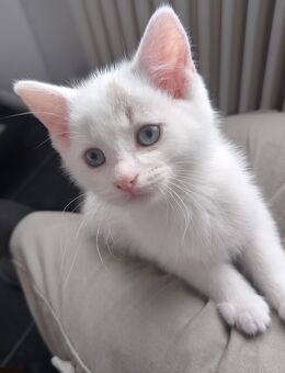 Katzen, Baby Katzen, Kitten - Schwerte (Hansestadt an der Ruhr)