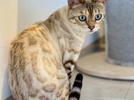 Bengalkatze weiblich - Bottrop