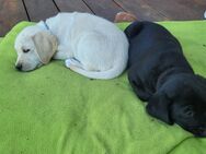 Abgabebereit Goldador/Labrador Retriever/Golden Retriever - Markkleeberg
