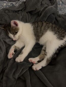 Baby Katze abzugeben - Köln