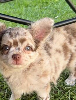 Exklusiver Chihuahua Rüde - Bleicherode