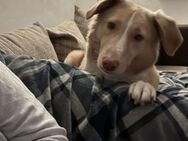 CREAM sucht sicheres ruhiges Zuhause ‼️♥ - München