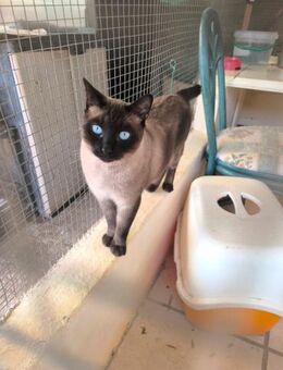 Maron - wunderschöner Siamkater sucht.. - Walluf