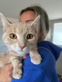 Stupsi lebensfrohe Tigerin - München