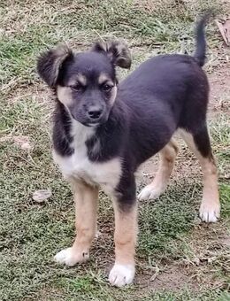 MATHILDA sucht ein Zuhause - Weiterstadt