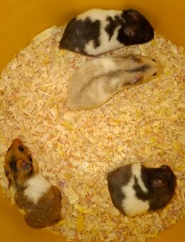 Goldhamster Jungtiere - Bissendorf