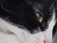 Wunderschöne katze - Düren