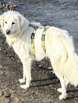 BILDSCHÖNE, ZARTE LUNA - Mönchengladbach