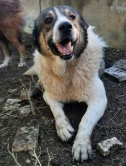 ATLAS - lebenswilliger Hundemann - Aerzen
