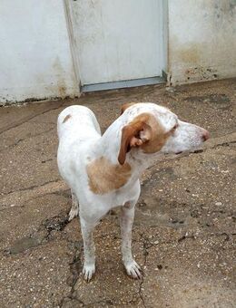 Freson, freundlich, verspielt - Kettershausen