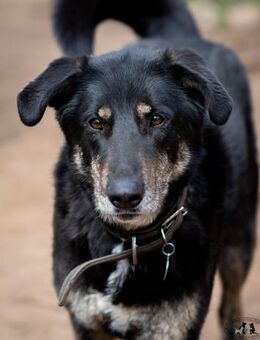 ROMKA - treueste Seele - Augsburg