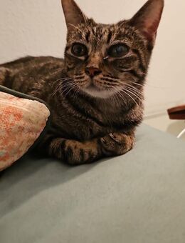 süße Gwendola in Mannheim (ALM) - Geisenheim