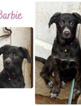 Barbie - Wendelstein