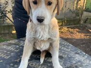 🧡Sonnenschein Junghund Monty🧡 - Eislingen (Fils)