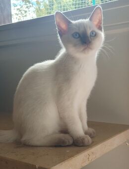 ABGABEBREIT! 2 Britisch Kurzhaar BKH Kitten männlich in weis & weiblich in Grau/Blau - Hamburg