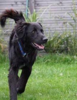 Berto sucht sein Glück - Neuss