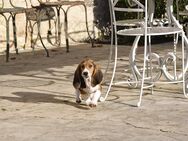 Kleine zauberhafte reinrassige Basset Artesien Normand Welpen suchen ein neues Zuhause. - Lüneburg