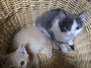 Babykatzen zum verkaufen - Lindau (Bodensee)