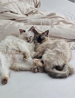 Zwei liebevolle Katzen suchen ein neues Zuhause + ein Katzenbaum inklusive dazu - Brühl Zentrum