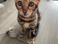 Reinrassige Bengal Kitte weiblich - Aachen