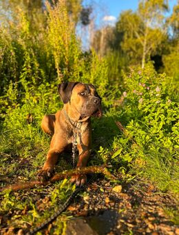 Cane Corso Hündin - Bergheim Zentrum