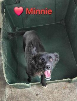 Minnie - abolut menschenbezogen - Höchst (Odenwald)