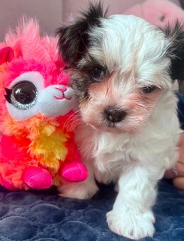 Süße Welpe Biewer-Yorkshire -Terrier / Malteser - Rehau