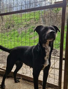 Ayla; lebenshungrige, aktive Junghündin - Geilenkirchen