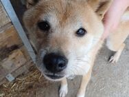 Biszu, offen, freundlicher Shiba Inu - Remagen